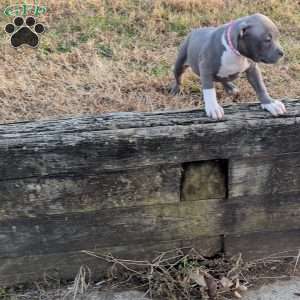 G3, American Bully Puppy