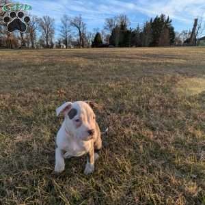 Baloo, American Bully Puppy