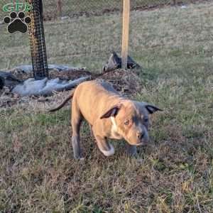 G3, American Bully Puppy