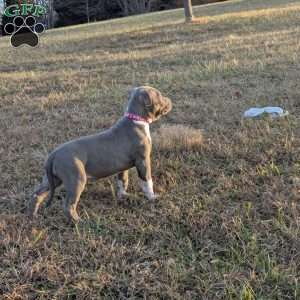G3, American Bully Puppy