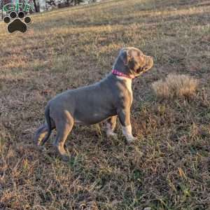 G3, American Bully Puppy