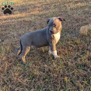G3, American Bully Puppy