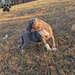 G3, American Bully Puppy