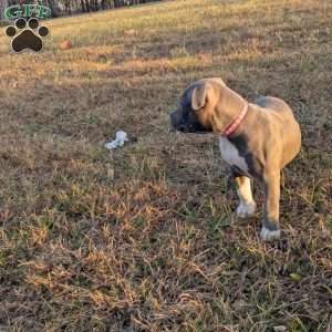 G3, American Bully Puppy