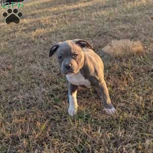 G3, American Bully Puppy