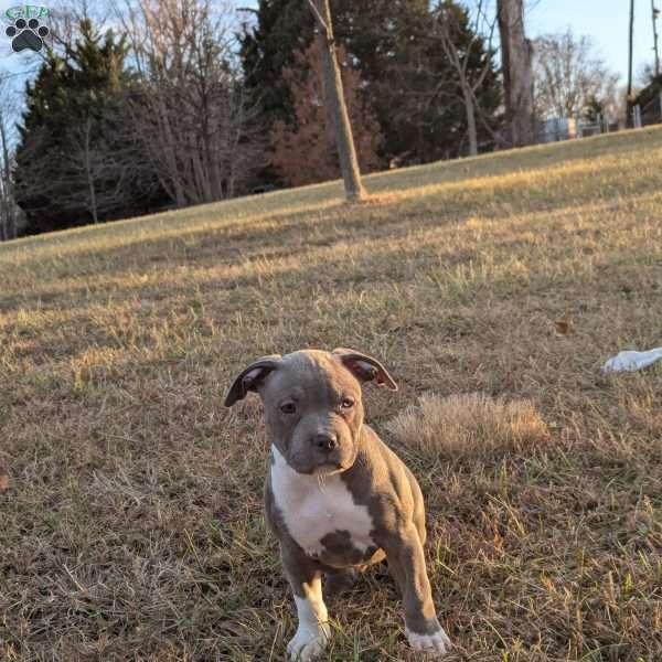 G3, American Bully Puppy