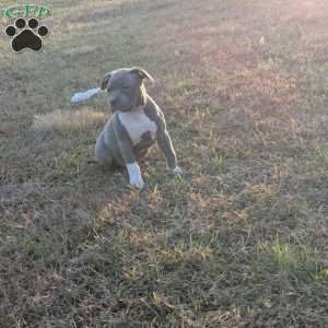 G3, American Bully Puppy