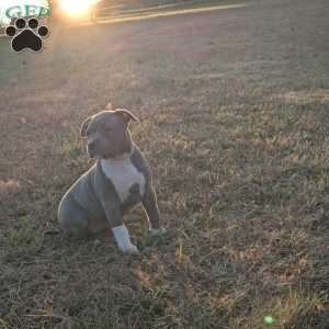 G3, American Bully Puppy