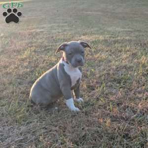 G3, American Bully Puppy