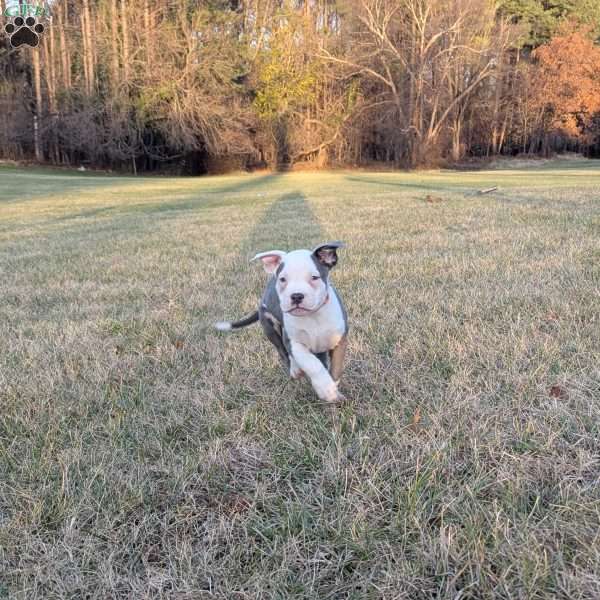 Baloo, American Bully Puppy