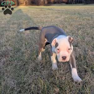 Baloo, American Bully Puppy