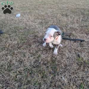Baloo, American Bully Puppy