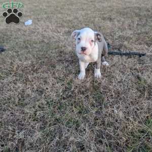 Baloo, American Bully Puppy