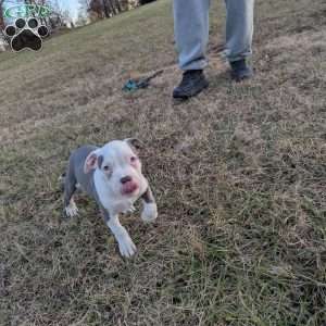 Baloo, American Bully Puppy
