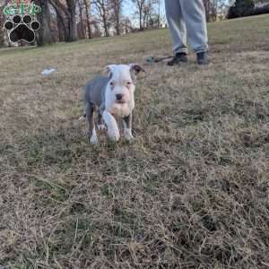 Baloo, American Bully Puppy