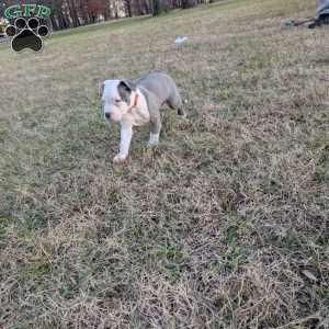 Baloo, American Bully Puppy