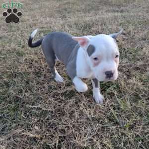 Baloo, American Bully Puppy