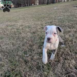 Baloo, American Bully Puppy
