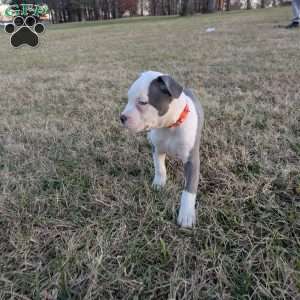 Baloo, American Bully Puppy