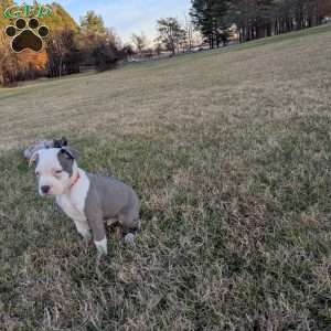 Baloo, American Bully Puppy