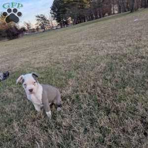 Baloo, American Bully Puppy