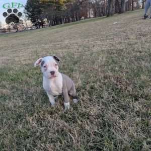 Baloo, American Bully Puppy