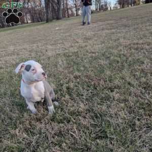 Baloo, American Bully Puppy