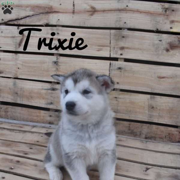 Trixie, Alaskan Malamute Puppy