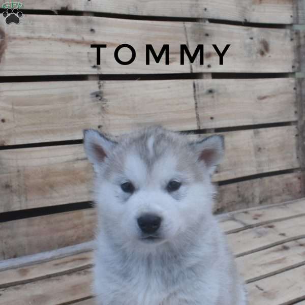 Tommy, Alaskan Malamute Puppy