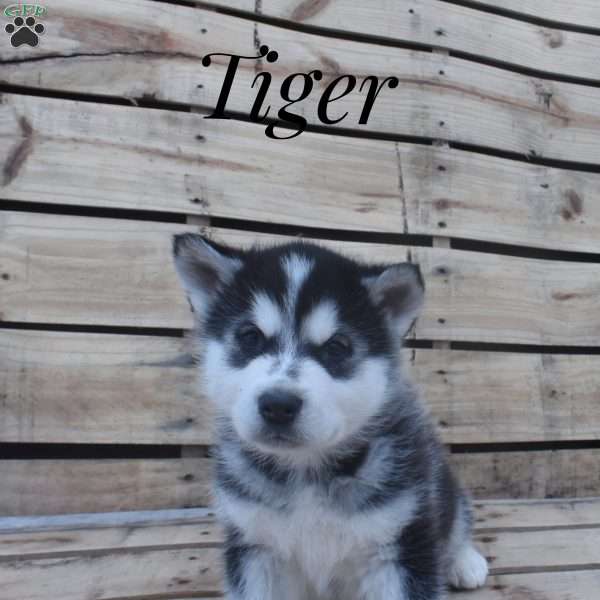 Tiger, Alaskan Malamute Puppy
