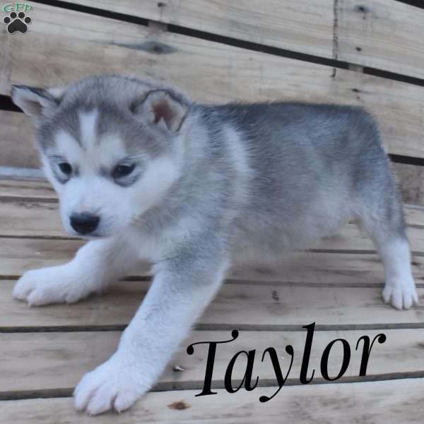 Taylor, Alaskan Malamute Puppy