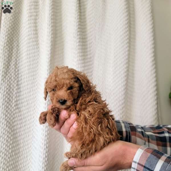 Charlie, Toy Poodle Puppy