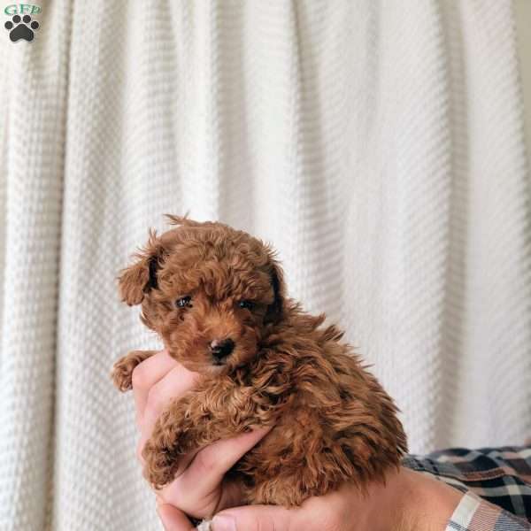 Maggie, Toy Poodle Puppy