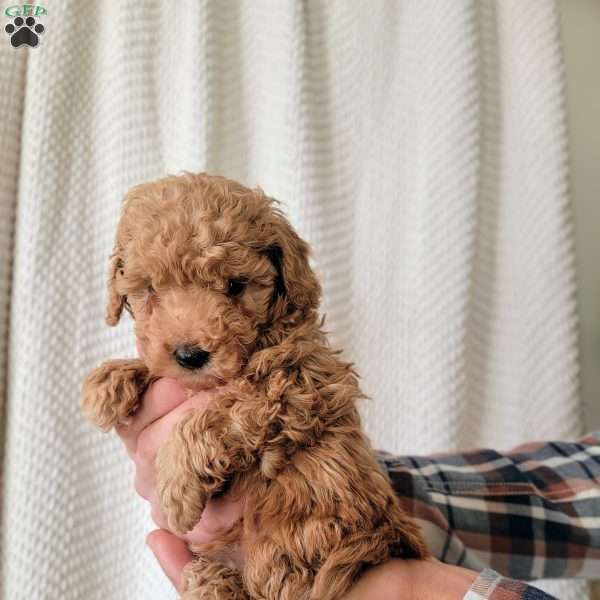 Bear, Toy Poodle Puppy