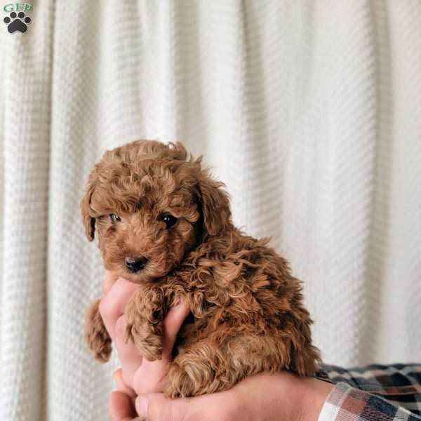 Finn, Toy Poodle Puppy