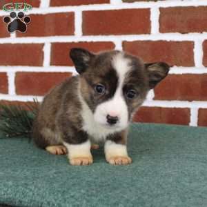 Jerry, Pembroke Welsh Corgi Puppy