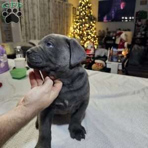 Loki, Cane Corso Puppy