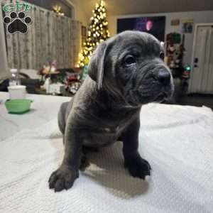Loki, Cane Corso Puppy