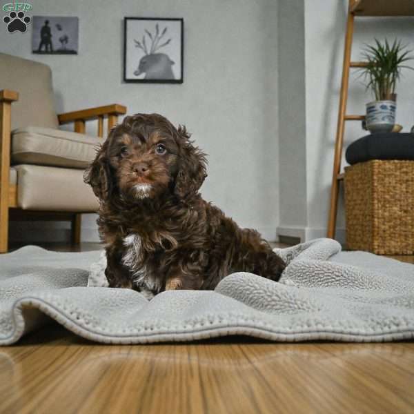 cooper, Cockapoo Puppy