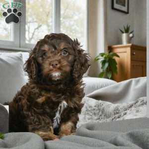 cooper, Cockapoo Puppy