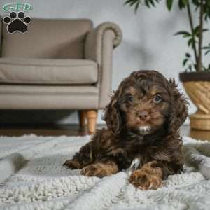 cooper, Cockapoo Puppy