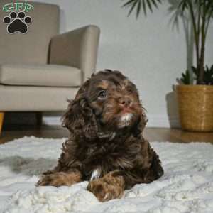 cooper, Cockapoo Puppy