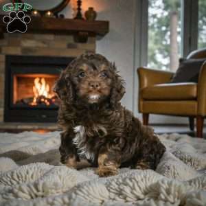 cooper, Cockapoo Puppy