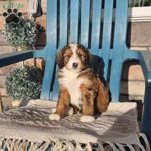 Rosco, Bernedoodle Puppy