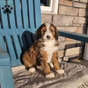 Rosco, Bernedoodle Puppy