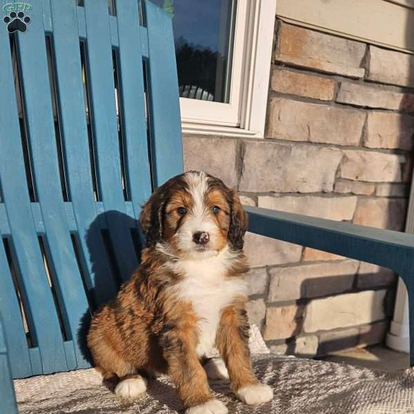 Rosco, Bernedoodle Puppy