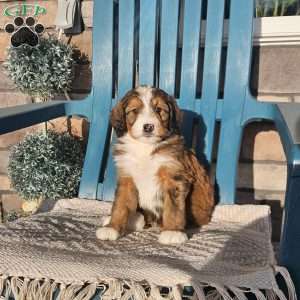 Rosco, Bernedoodle Puppy