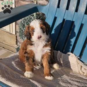 Koda, Bernedoodle Puppy