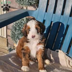 Koda, Bernedoodle Puppy