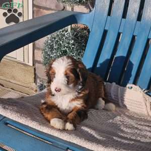 Koda, Bernedoodle Puppy